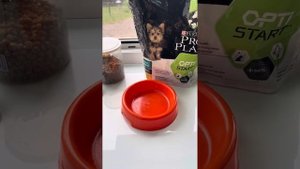 Кормление щенка чихуахуа . Корм для собак