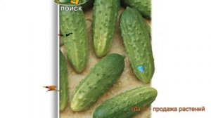 Огурец обыкновенный Тополёк F1 (topolyek f1) ? обзор: как сажать, семена огурца Тополёк F1