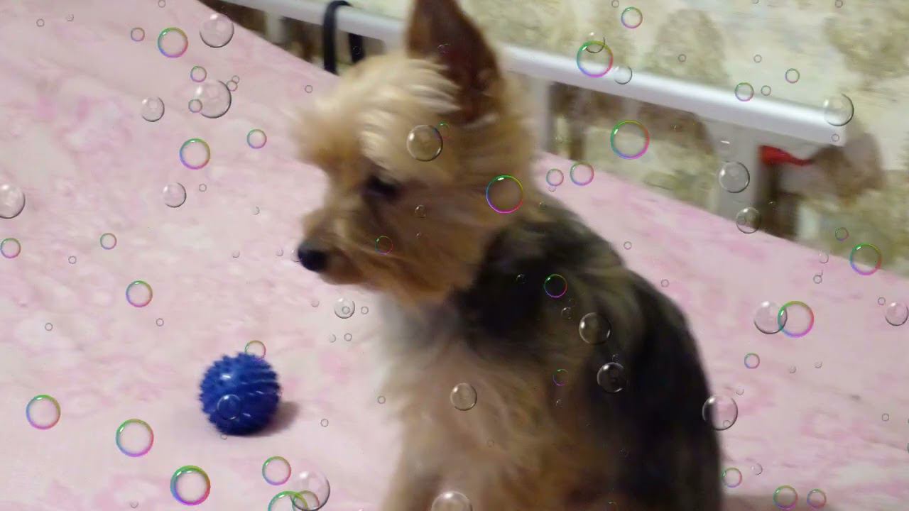 Любимая Игрушка смотреть онлайн