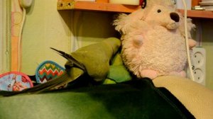 Ожереловый попугай ухаживает за самкой