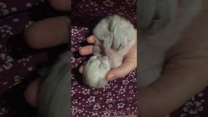 Первые две недели жизни котят