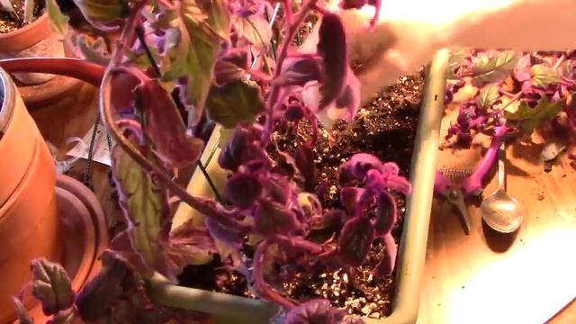 Saving My Purple Velvet Plant