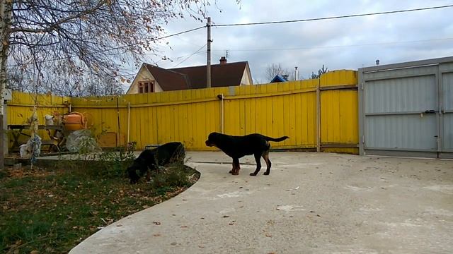 ЩЕНОК РОТВЕЙЛЕРА.ВОСПИТЫВАТЬ ИЛИ ДРЕССИРОВАТЬ?дрессировка и воспитание собаки