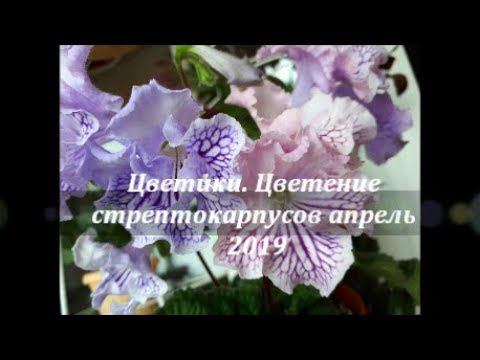 Цветики.  Цветение стрептокарпусов апрель 2019.