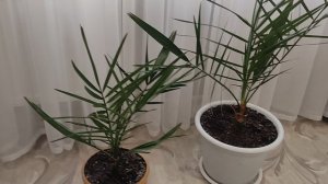 Как вырастить финиковую пальму из косточки в квартире. Уход за финиковой пальмой.