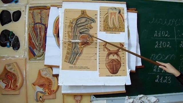 РОТОВАЯ ПОЛОСТЬ, ее отделы преддверие и собственно ротовая полость, их границы  Строение языка