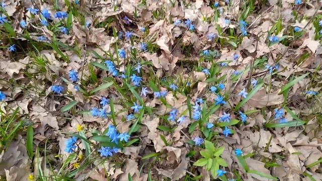 Синие глаза весны. Лес полный цветов. Русская весна смотреть онлайн