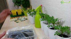 Выращивание рассады БАРХАТЦЕВ, бархотки из семян