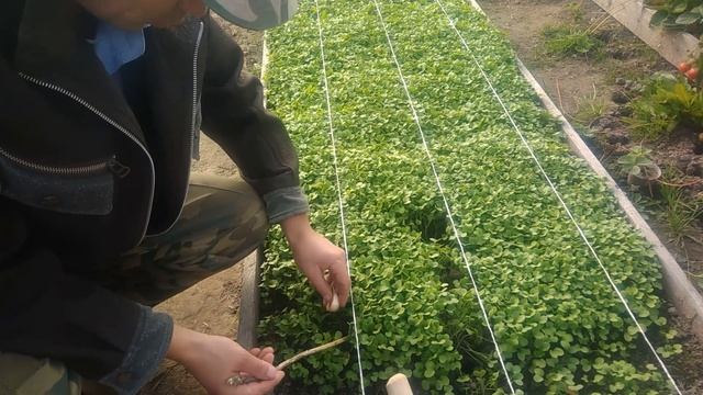 Как правильно посадить чеснок под зиму.Лучшие методы посадки чеснока