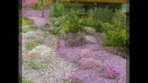 Тимьян в ландшафтном дизайне