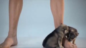 Сайт pet2you com