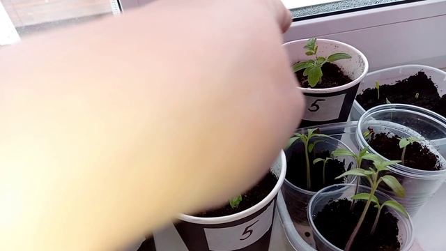 Рассада растёт ? Пикировка томатов прошла успешно ? смотреть онлайн