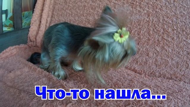 КАК ЙОРК ГОТОВИТСЯ К НОВОМУ ГОДУ И ОТМЕЧАЕТ ЕГО. Николь поздравляет вас! смотреть онлайн