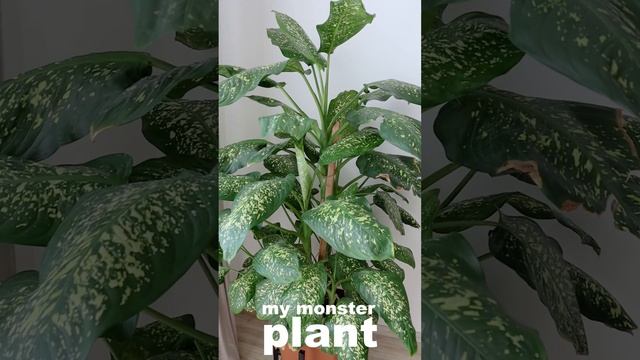 my monster indoor plant #dieffenbachia #plants #dumbcane#indoorplants