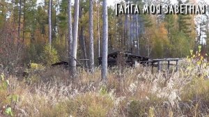 ? Тайга моя заветная, видео о тайге, о жизни в тайге, об охоте и о рыбалке