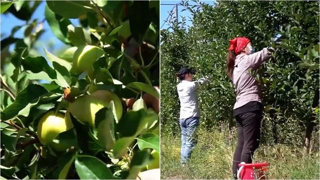 ТОО Алан и Компания. Переработка овощей и фруктов. смотреть онлайн