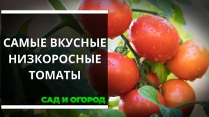 Самые вкусные низкорослые томаты