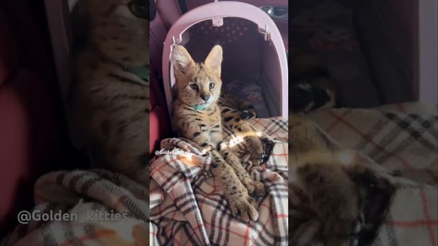 Прогулка с саванночкой #cat #cats #kitten #саванна #savannahf1 #саваннакошка #savannahcat#savannah