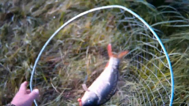 рыбалка сазан на бойлы платник Бобровая заводь отрицательный отзыв смотреть онлайн