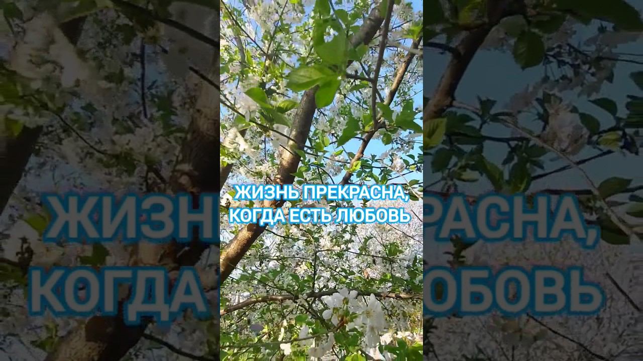 Любимая весна #love  #рукитвоинежные #светланаклимовабабичева #shorts