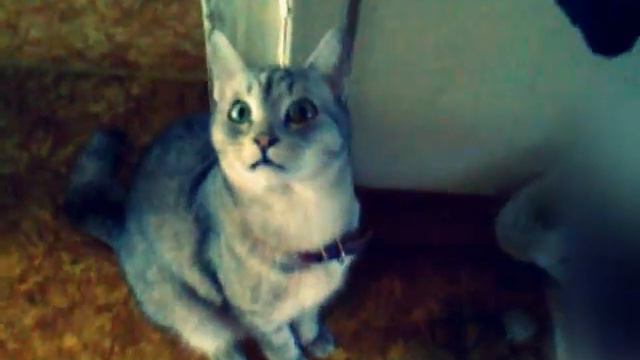 Мой кот говорит МАМА :D