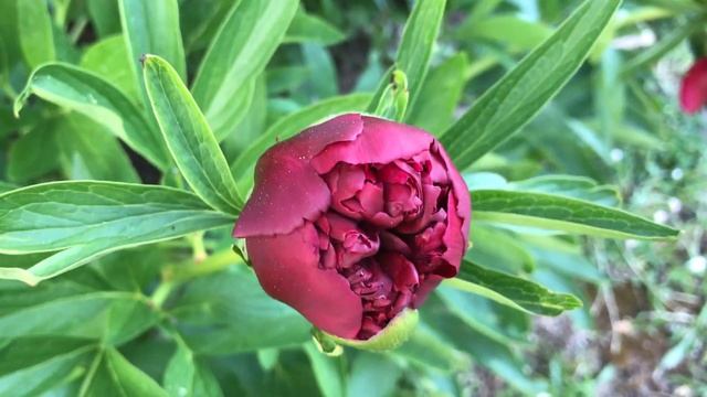 Pivoine officinale  Paeonia officinalis 'rubra plena' La renaissance florale.