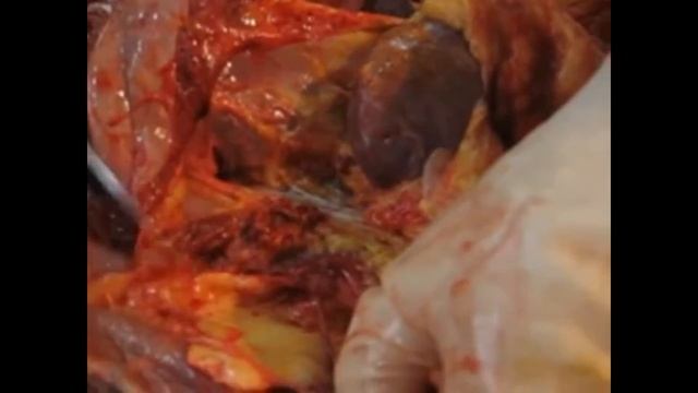 Где могут работать психопаты и социопаты. Детям НЕ смотреть смотреть онлайн