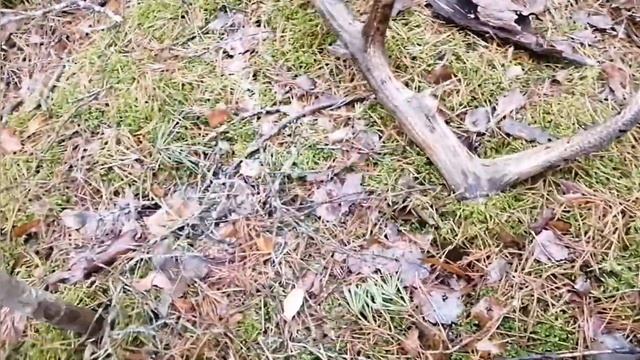 Рога оленя 2022, Zrzuty 2022, Zrzuty jeleni 2022, deer antlers 2022, Abwurfstangen 2022