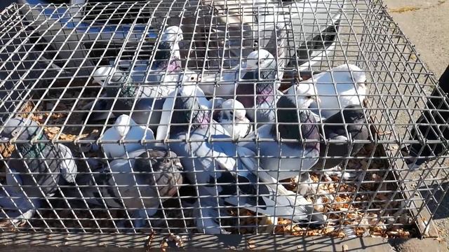 Ярмарка голубей - г. Ставрополь, 16. 08. 2020. / Fair Of Pigeons - The City Of Stavropol /