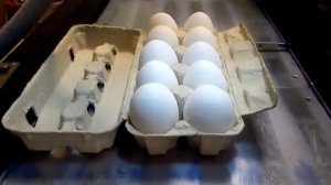 Маркировка яиц в контейнерах по 10шт.