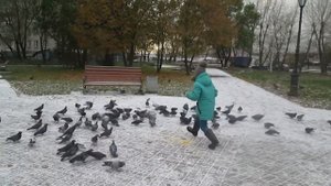 ВИДЕО НАОБОРОТ) Видели, как голуби летают задом наперед?