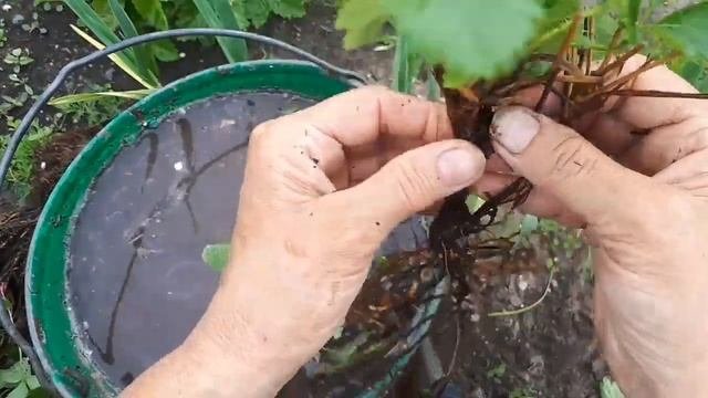 Очень лёгкое размножение земляники.