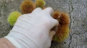 каштан съедобный впервые можно есть!!!
