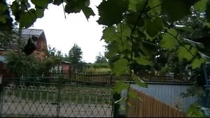 Сушим бананы в домашних условиях