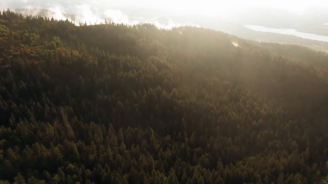 Парень спас тигрёнка, а спустя много лет тот его не узнал смотреть онлайн