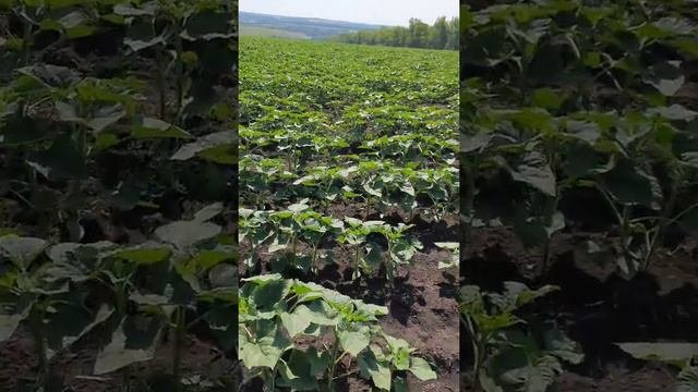 Подсолнечник 1месяц разницы при посеве это шок 😲😲
