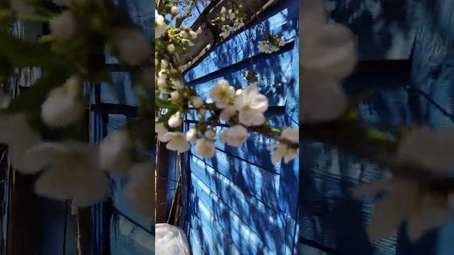 различее цветения вишни от черешни . смотреть онлайн