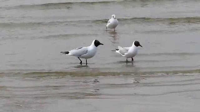 canon sx210is test чайки.avi смотреть онлайн