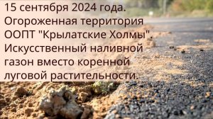 Крашенный песок на месте коренной луговой раститительности в ООПТ “Крылатские Холмы” в Крылатском