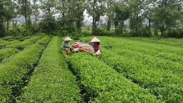 CHAMA Brand Japan quality tea plucking machinery lavender harvester смотреть онлайн