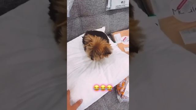 Александр Энберт и Алеся Данчук Готовятся к рождению Дочи! смотреть онлайн