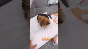 Александр Энберт и Алеся Данчук Готовятся к рождению Дочи!