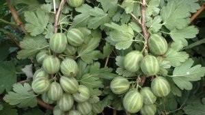 КОВЧЕГ крыжовник.
