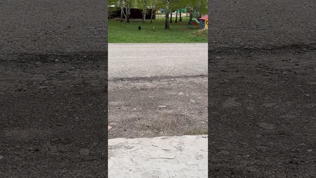 Страшилка про бешенного волка!2 часть смотреть онлайн