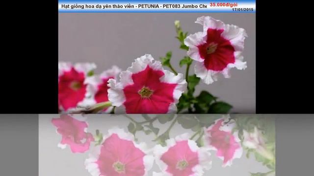 Hạt hoa Dạ yên thảo PETUNIA - PET083 Jumbo Cherry Frost смотреть онлайн