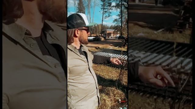 Спасаем сосны от короеда и смоляного рака под Костромой