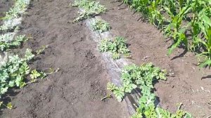 Арбузы 2020. Состояние на 29 июня