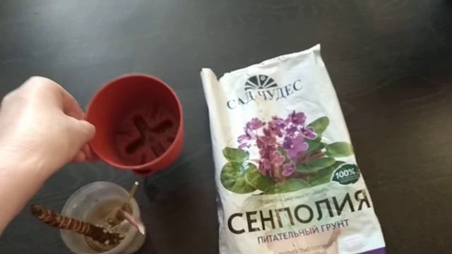 Черенок кордилины готов к посадке. Часть 2. смотреть онлайн