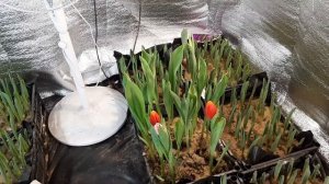 Выгонка тюльпана спустя две недели. Недостаток освещения и способы длительного хранение цветка. Ч 6