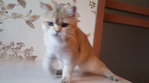 Котик британская золотая шиншилла BRI ny 25